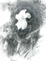 М. Врубель. Белая азалия. 1886-87