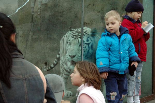 Московский зоопарк. Застекленный вольер с белым тигром